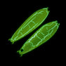Carnada Slow Pitch Unrigged Green Glow