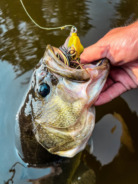 The Evolution of the Rattle Toad – Introducing the FishLab Rattle Toad Pro